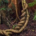 Retiros Ayahuasca en Cusco