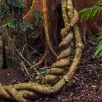 Retiros Ayahuasca en Cusco
