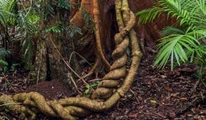 Retiros Ayahuasca en Cusco